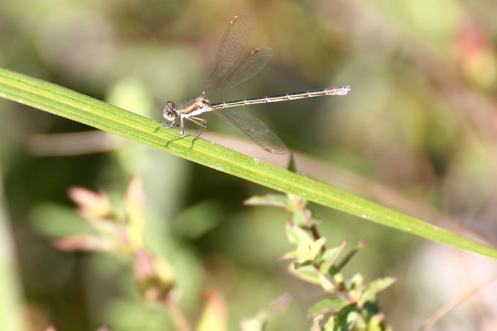 Lestes virens vestalis?  No, Chalcolestes viridis